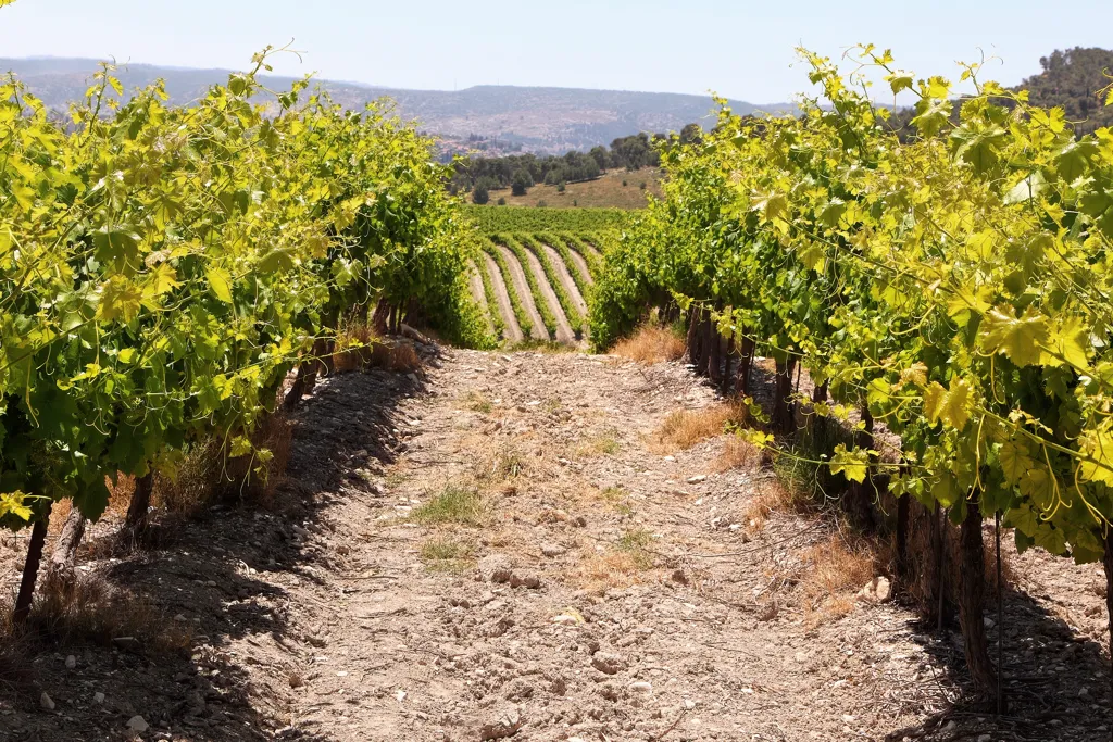 Beautiful landscape of Judean Hills wine region