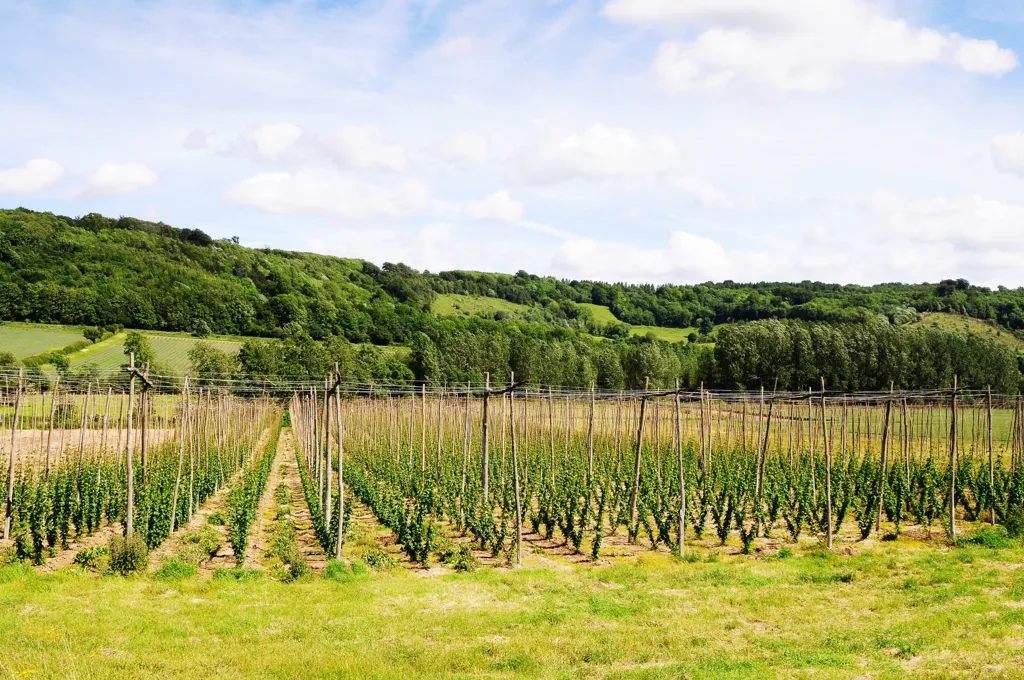 Beautiful landscape of Kent wine region