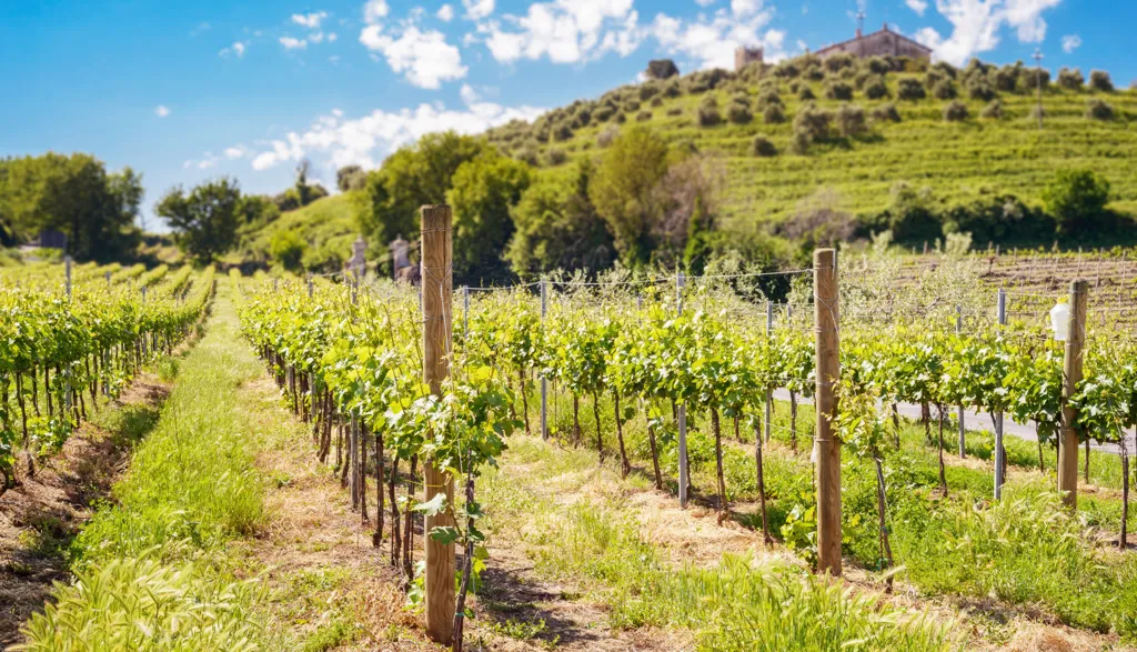 Beautiful landscape of Lazio wine region