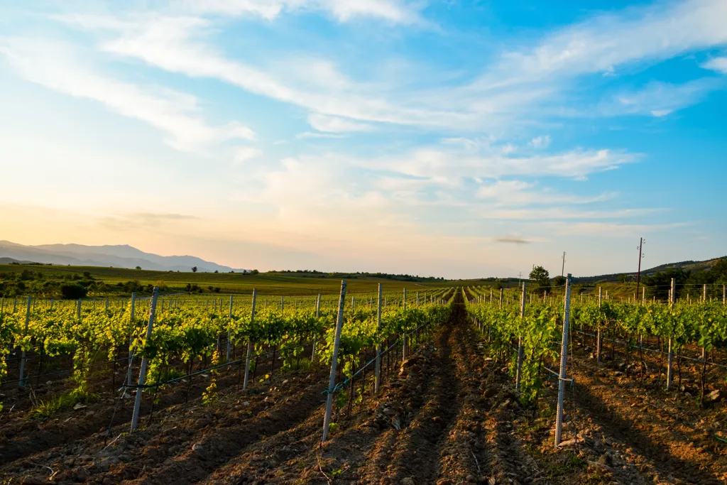 Beautiful landscape of Macedonia wine region