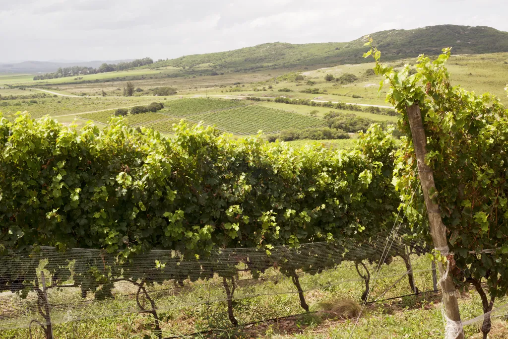 Beautiful landscape of Maldonado wine region