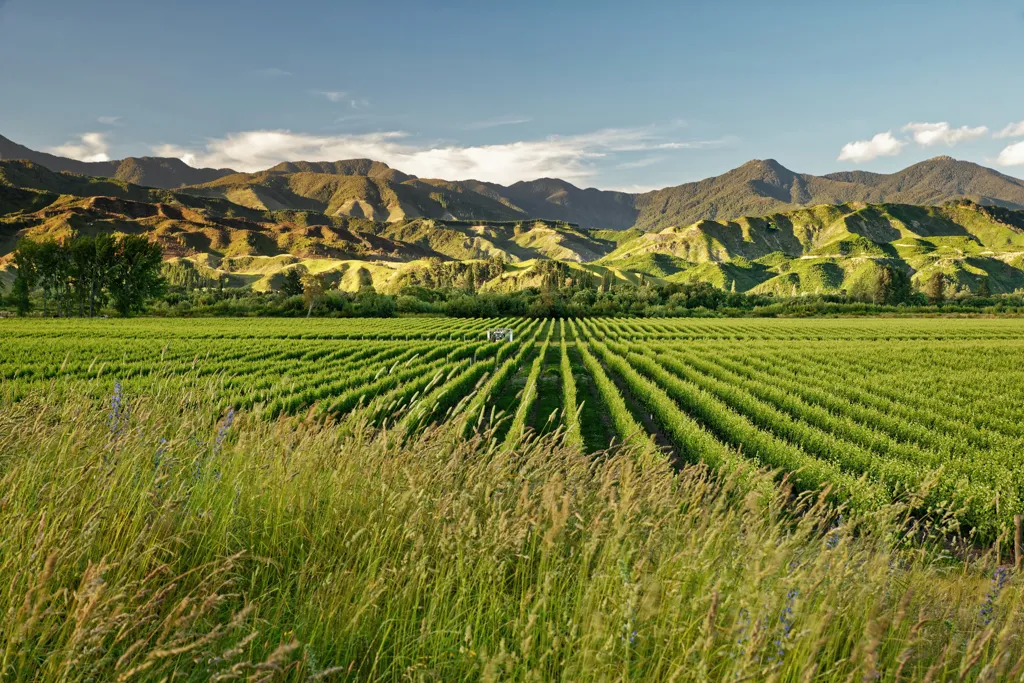 Beautiful landscape of Marlborough wine region