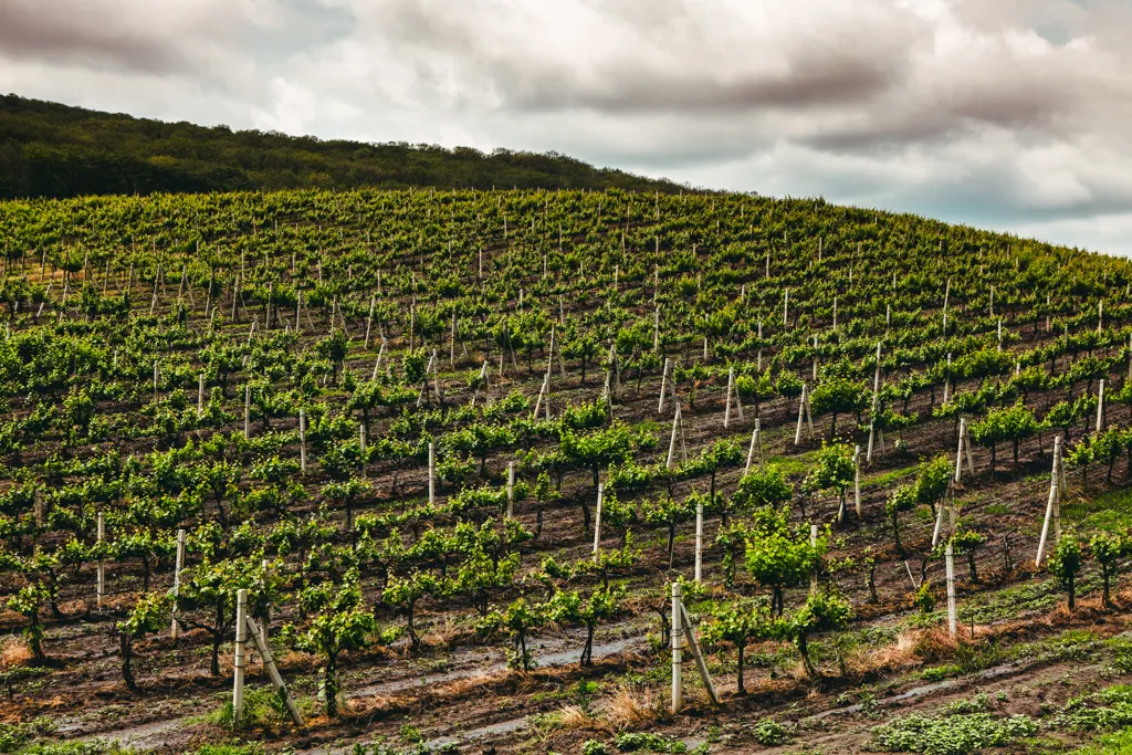 Beautiful landscape of Moldova wine region