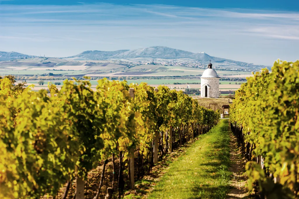 Beautiful landscape of Moravia wine region