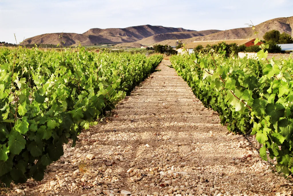 Beautiful landscape of Murcia wine region