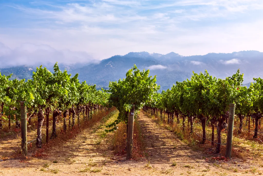 Beautiful landscape of Napa wine region