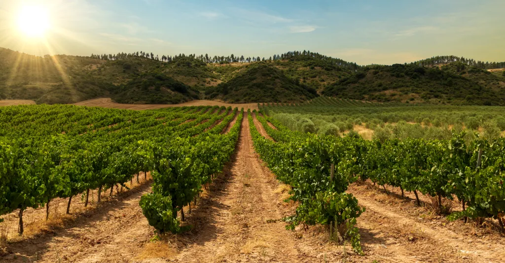 Beautiful landscape of Navarra wine region