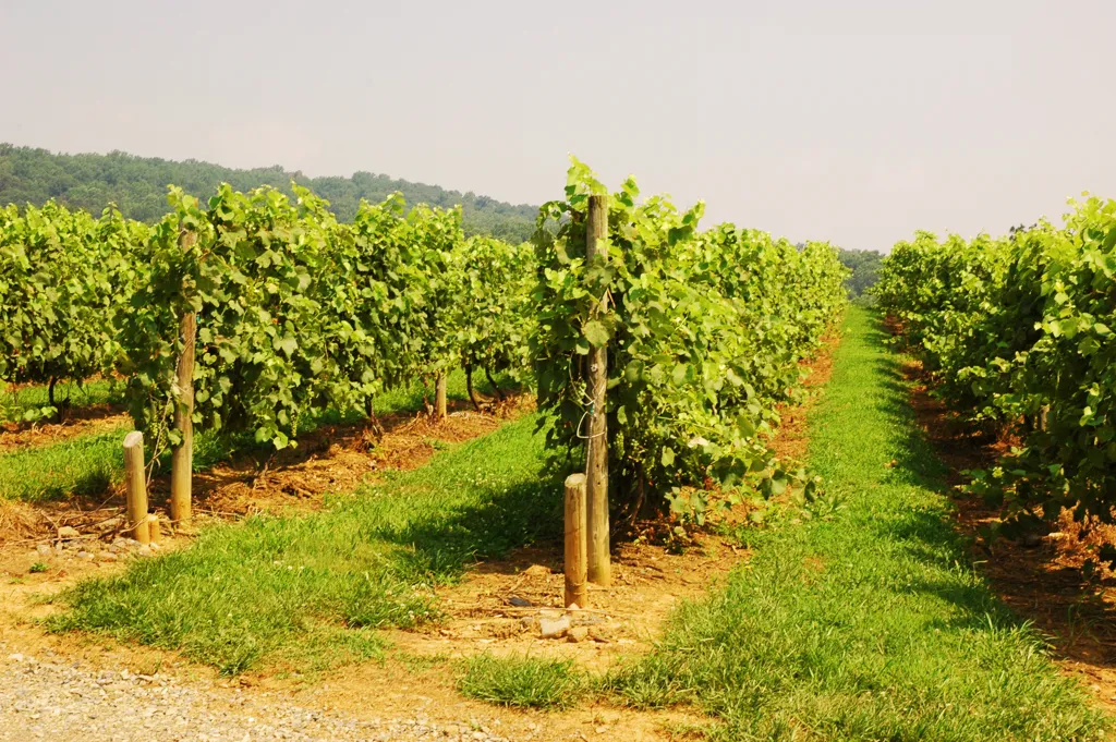 Beautiful landscape of New Jersey wine region