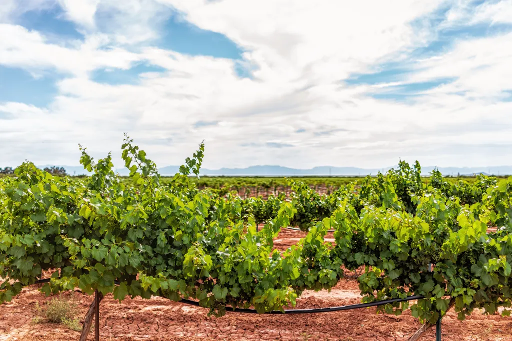 Beautiful landscape of New Mexico wine region