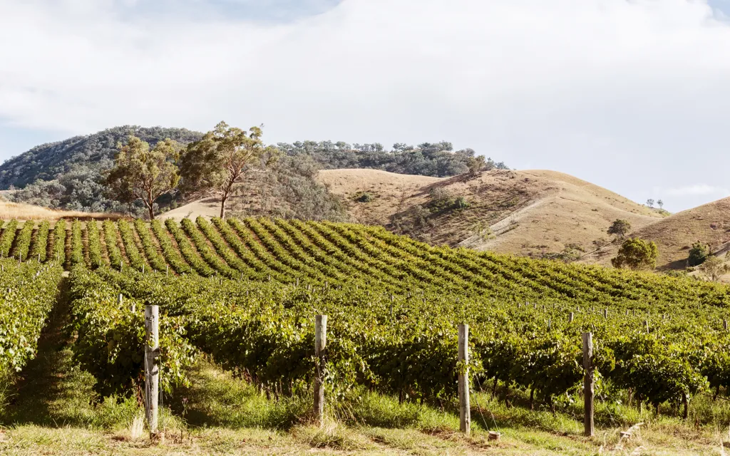 Beautiful landscape of New South Wales wine region