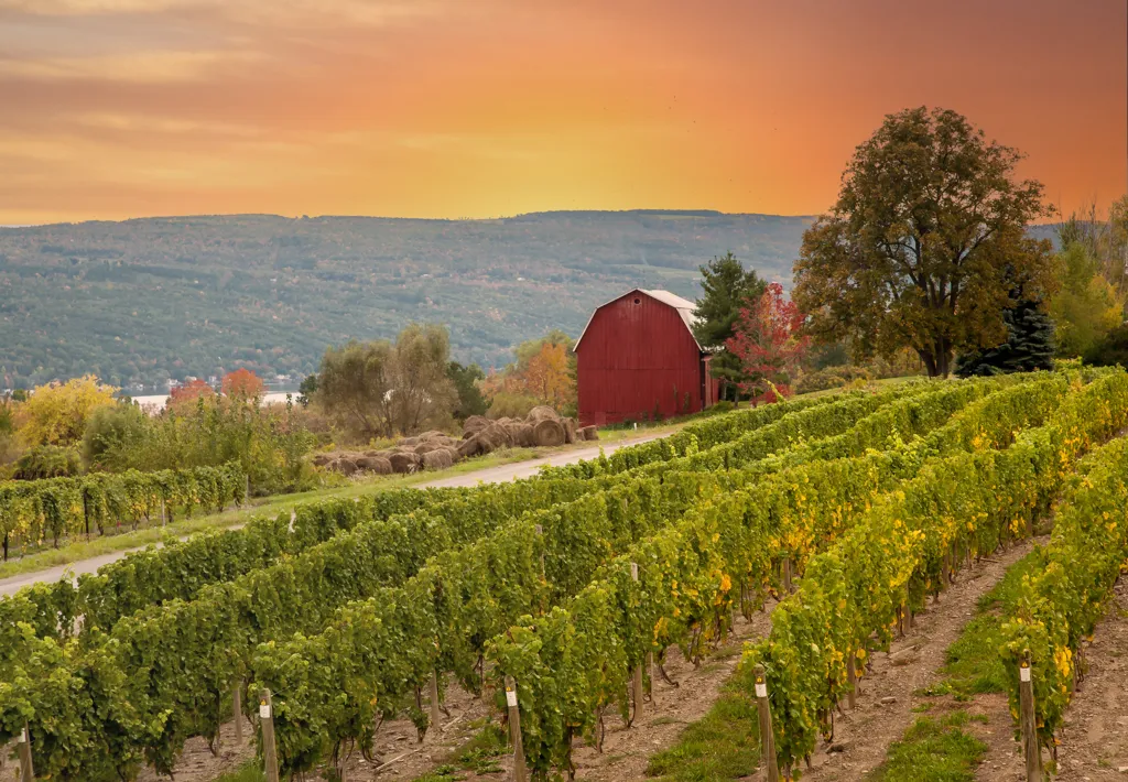 Beautiful landscape of New York wine region