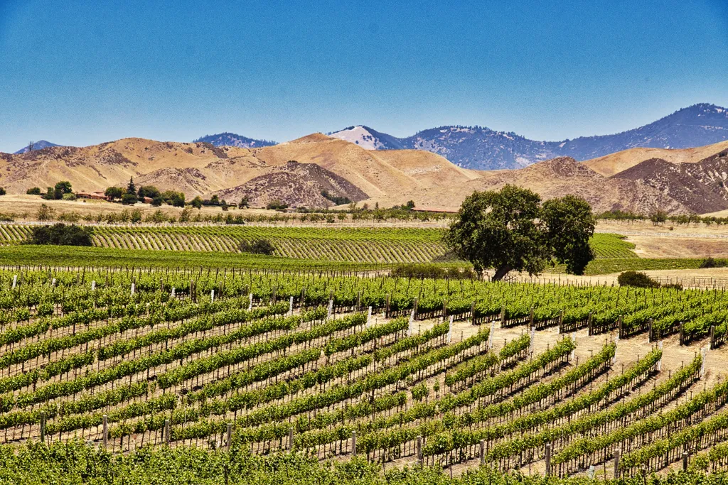 Beautiful landscape of North Coast California wine region