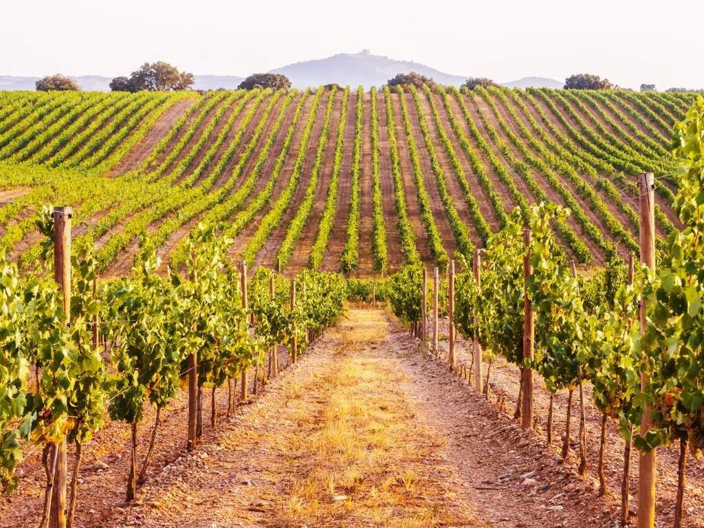 Beautiful landscape of Portugal wine region