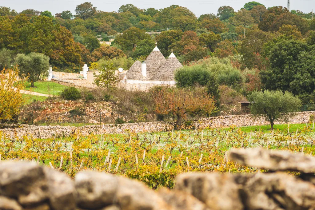 Beautiful landscape of Puglia wine region