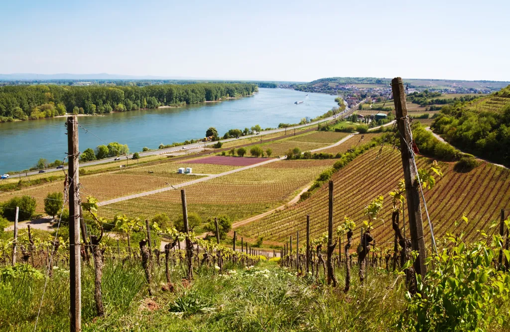 Beautiful landscape of Rheinhessen wine region