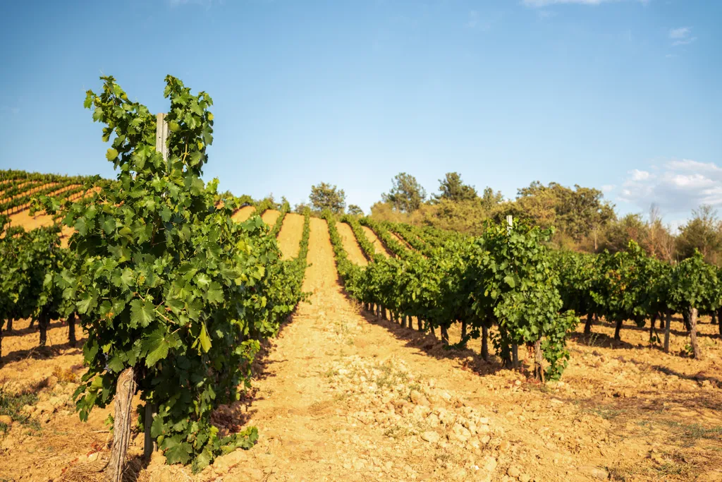 Beautiful landscape of Ribera del Queiles wine region