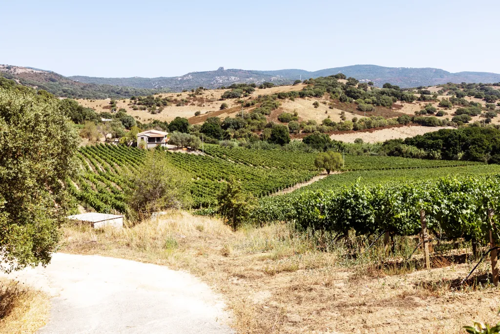 Beautiful landscape of Sardinia wine region