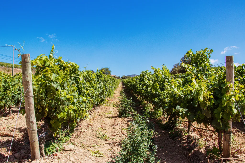 Beautiful landscape of Setubal wine region