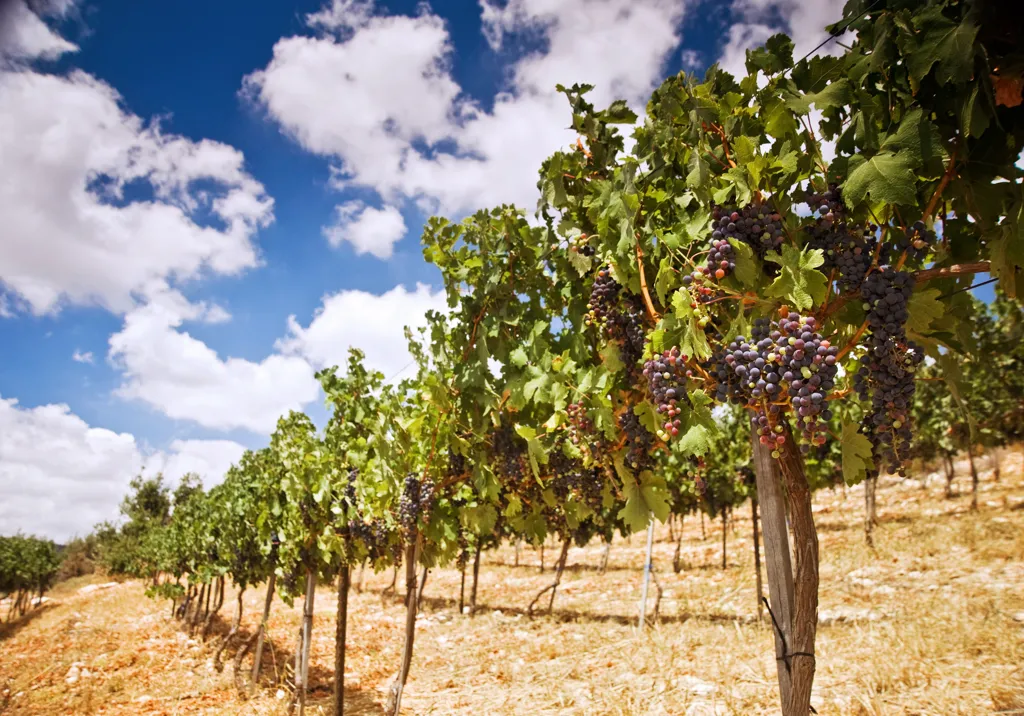 Beautiful landscape of Shomron wine region