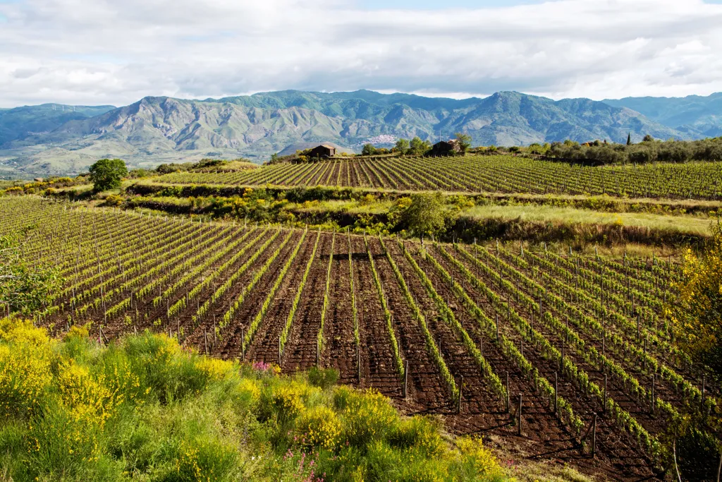 Beautiful landscape of Sicily wine region