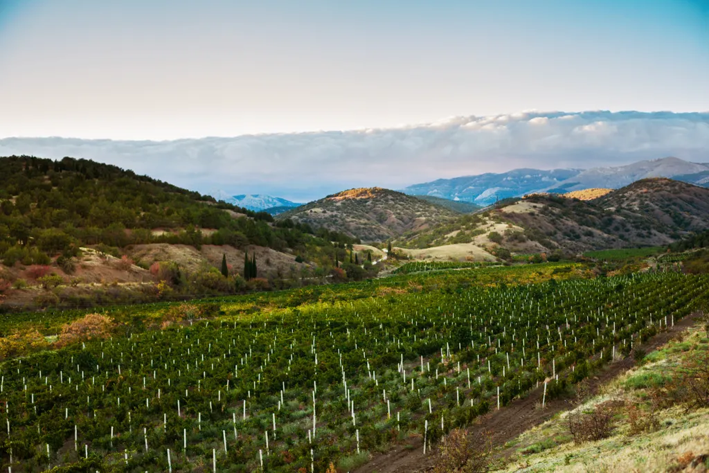 Beautiful landscape of Sierra Foothills wine region