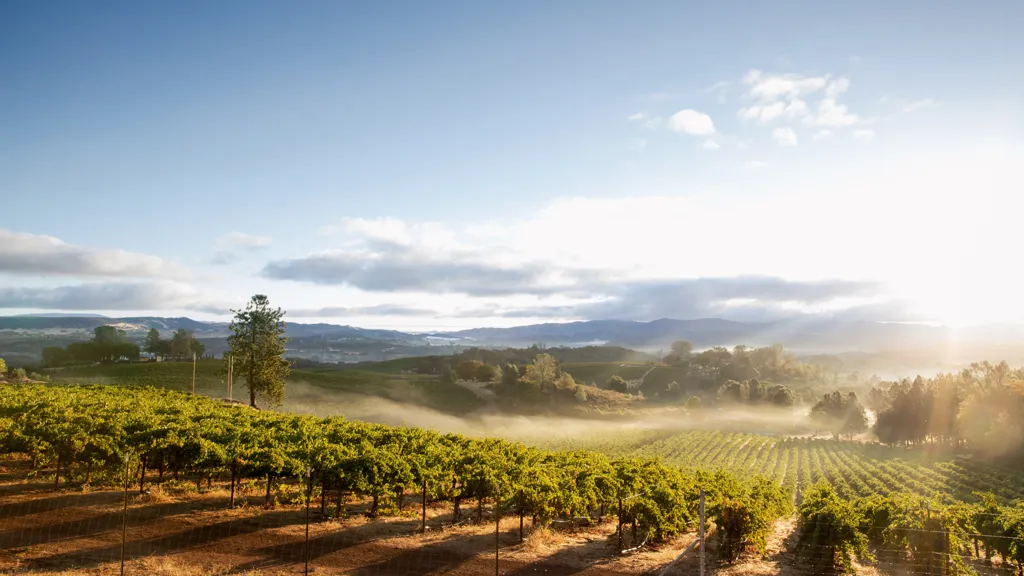 Beautiful landscape of Sonoma wine region