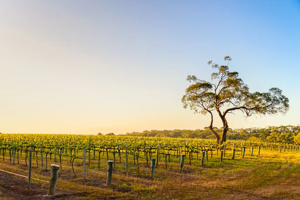 Beautiful landscape of South Australia wine region