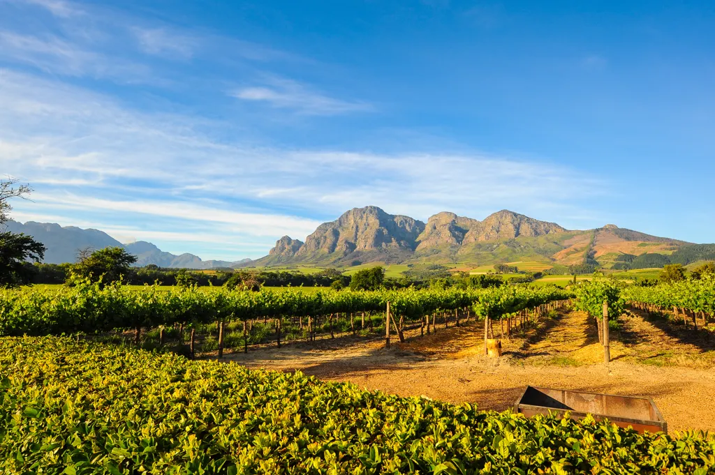 Beautiful landscape of Stellenbosch wine region