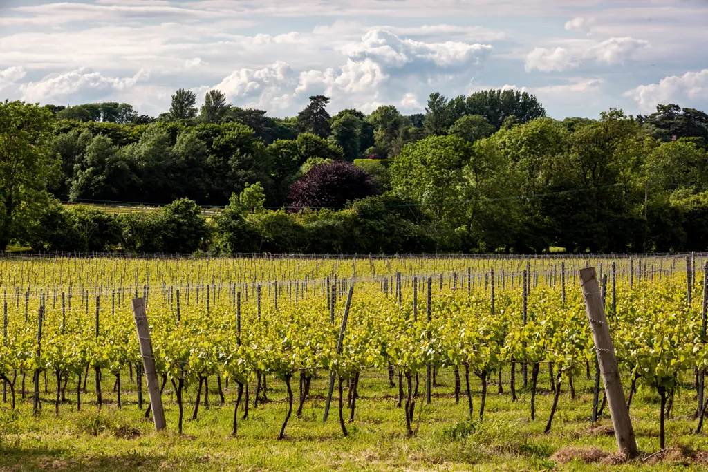 Beautiful landscape of Sussex wine region