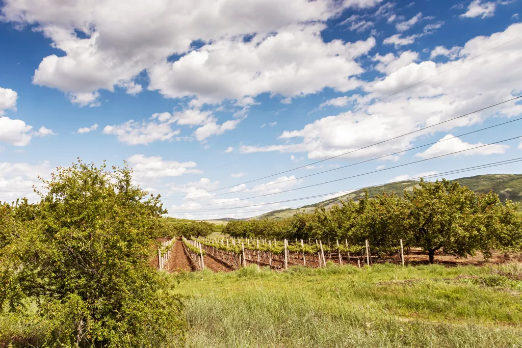 Beautiful landscape of Thrace wine region