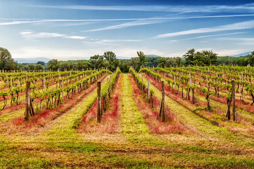 Beautiful landscape of Tokaj wine region