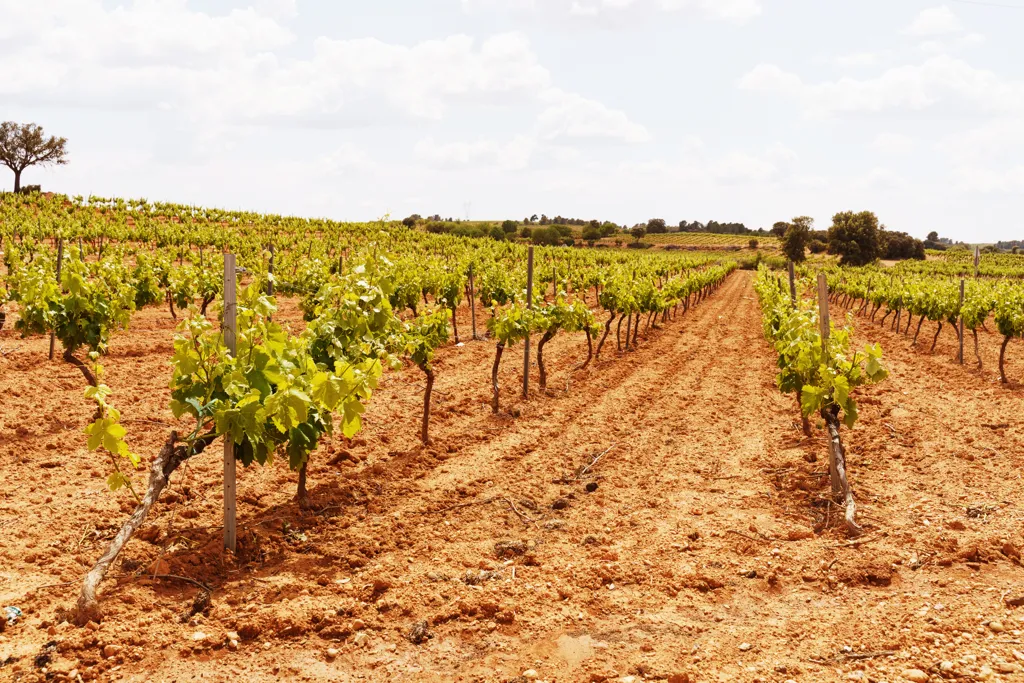 Beautiful landscape of Valencia wine region