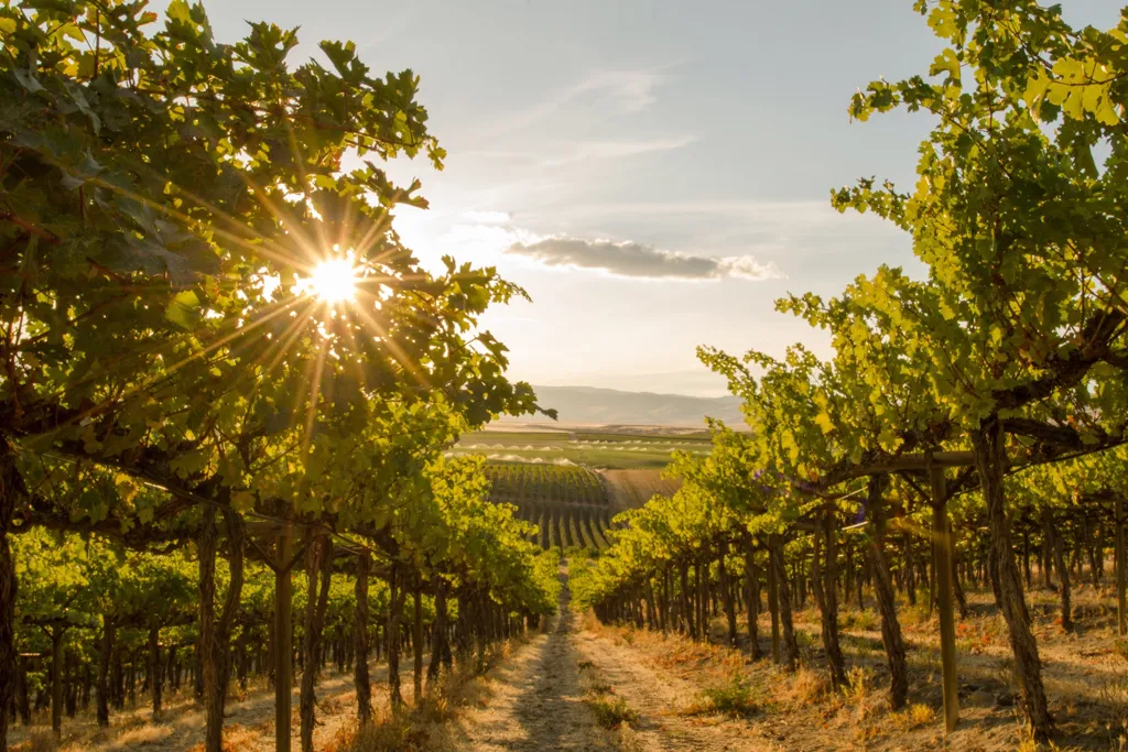 Beautiful landscape of Washington State wine region