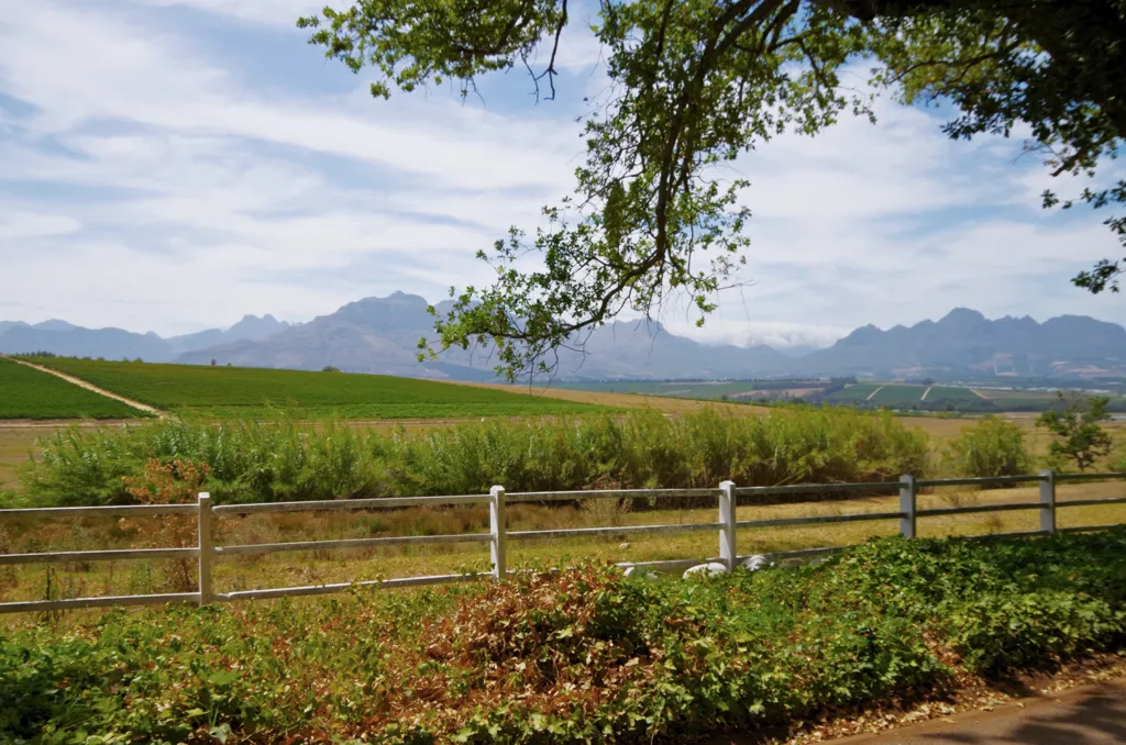 Beautiful landscape of Wellington wine region